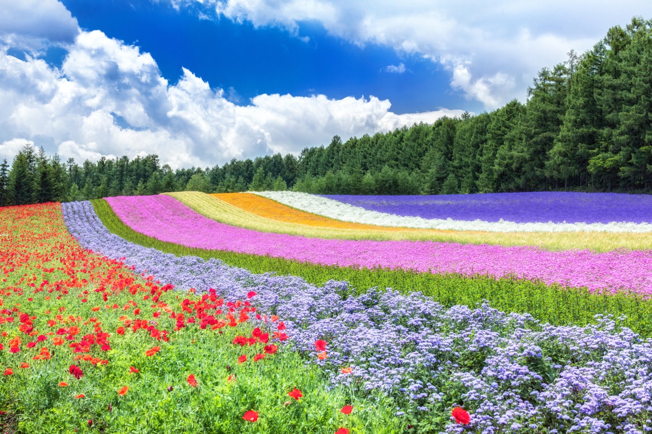 富良野富田農場薰衣草花田
